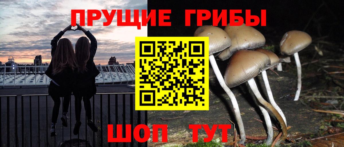 Псилоцибиновые грибы прущие грибы  Вход с VPN  Бугуруслан  Галлюциногенные грибы Psilocybe 
